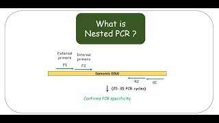 Nested PCR [upl. by Ajim]