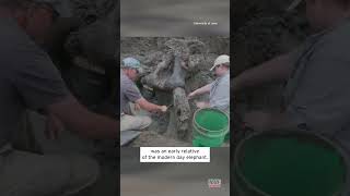 Ancient Mastodon Skull Dug Up in Iowa shorts [upl. by Couhp]