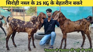 ₹6000How to Start goatfarming Indias largest goat farmingdindayalgoatsfaringpushkar6024 [upl. by Ahter]