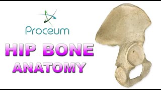 Anatomy of Hip Bone  innominate bone  Pelvis  Osteology  Ilium Ischium Pubis Animation [upl. by Ame]