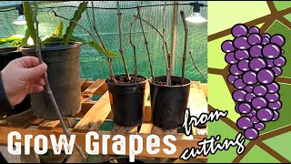 How To Grow Grape Plants From A Cutting [upl. by Atikat]