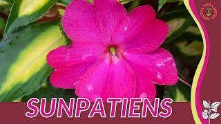 SUNPATIENS How to Grow in 1 Minute History Growing Nutrition Companion Planting [upl. by Ojimmas]