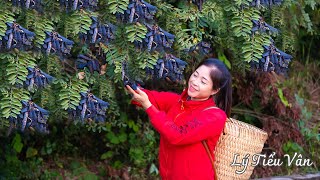 Harvest Black Locust Fruit amp Goes to the market sell  Harvesting and Cooking  Daily Life [upl. by Legnaros]