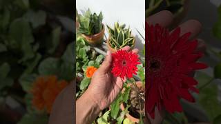 Gerbera plant  jishnuuthaman floweringplants garden homegardens [upl. by Ellebana]