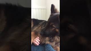 Stop petting your dog trend trend dog germanshepherd cute [upl. by Giannini895]