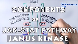 Components of JAKSTAT Pathway  JANUS KINASE amp STAT [upl. by Shaine]