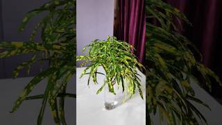 Table decoration with plants  Plant Decoration garden ytshorts shortsfeed diy shorts trending [upl. by Eimas504]