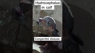 Hydrocephalus in calfcongenital diseaseskull abnormality [upl. by Veta]