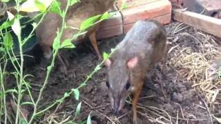 Mouse deer as pet [upl. by Ekaterina]