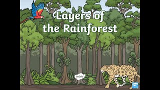 Layers of the Rainforest [upl. by Malanie]