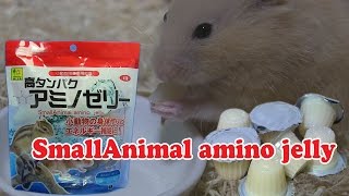 【Hamster snacks】amino jelly 高たんぱくアミノゼリーをハムスターに与えてみました [upl. by Ridinger]