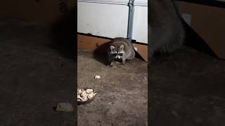 Eatin Good raccoon raccoonvideos raccoonshorts wildanimals trashpanda shorts [upl. by Ayr]