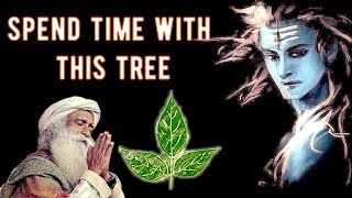 Spend time with this tree and you will see  Sadhguru about Vilva Leaf [upl. by Cuttie]