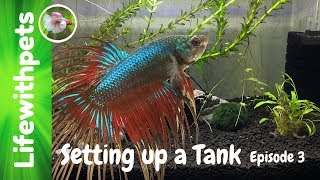 How to Set Up a New Betta Fish Tank Episode 3 [upl. by Maroney16]