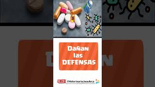 🔴No expongas a tu Perro a estos PELIGROSOS Efectos de los Antibióticos⏩ [upl. by Cerf]