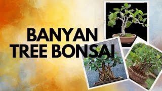 Banyan tree bonsai for beginners [upl. by Wolfgram]