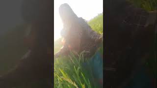 Beautiful nature🌿 my beautiful sis 🥰 and song🎵 sounds good  shorts sabinas vlogs relaxing palace [upl. by Romanas]