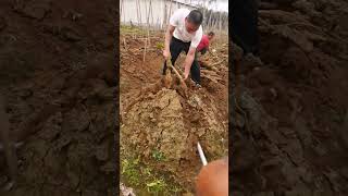 種植粉葛高產量的技術分享，袋子種植生根發芽Techniques for growing kudzu with high yields bag planting takes root ，sprouts [upl. by Davis]