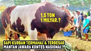 HARGANYA MENCAPAI 1 M 6 Sapi Kurban Termahal amp Terbesar Mantan Juara Kontes Nasional 2023 [upl. by Mullen113]