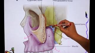 pterygopalatine fossa anatomy for dental students [upl. by Alrad]