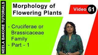 Morphology of Flowering Plants  NEET  Cruciferae or Brassicaceae Family  Part 1  Neela Bakore [upl. by Nlocnil216]