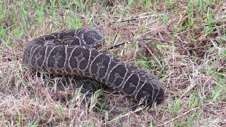 VÍBORA YARARÁ GRANDE Bothrops alternatus  La matamos o la re localizamos [upl. by Nnail]