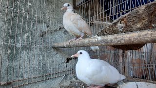 Pombas burguesas  Rolinha do Pará  veja como está os nossos filhotes animais pomba rolinha [upl. by Yirinec]