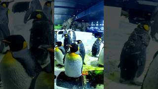 SEA LIFE Kelly Tarltons Aquarium auckland newzealand penguin aquarium [upl. by Berlinda811]