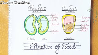 How to draw structure of Dicot and Monocot seed  seed structure Drawing seed Anatomy Drawing [upl. by Amalbena]