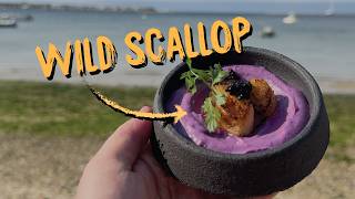 Catching WILD SCALLOPS on an Island [upl. by Garibald]