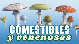 🍄⚠️ SETAS COMESTIBLES Y VENENOSAS [upl. by Gambrill]