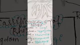 RHIZOPUS Bsc 1st semester botany  music trending viral video [upl. by Sothena]