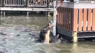 Feeding Alligator  Gatorland Orlando Florida feeding animals alligator florida orlando [upl. by Yuzik]