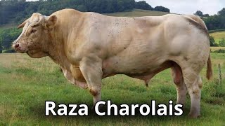 La raza de ganado Charolais HISTORIA Y CARACTERÍSTICAS [upl. by Haraf]