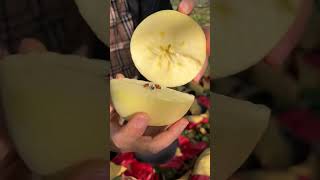 Farmer harvesting apple in the farm harvest apple fruit satisfying [upl. by Hashim]