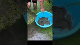 Fish farming in paddy field [upl. by Reifnnej986]