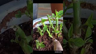 How to grow Poinsettia Plant  Poinsettia Cuttings Propagation in easiest way plants poinsettia [upl. by Anema]