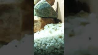 Oscar fish tank mates mollytank mollyfish aquariumfish aquarium fishing tropicalfish fresh [upl. by Nayd120]