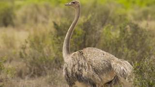 Amboseli [upl. by Averir]