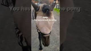 horse horsey equestrian ilovemyhorse getthisviral horselover fypシ゚viral [upl. by Tasha527]