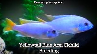 African Yellowtail Acei Malawi Cichlids  Mating  breeding  Cichlid Fry  Cichlid Babies [upl. by Ahsin]