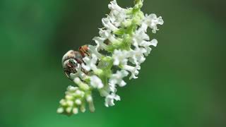 Transmisión en vivo de BEECHEII Abeja Melipona [upl. by Madalena344]