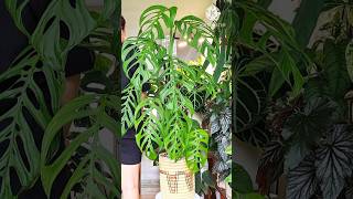 Most Popular House Plants 2025indoorplants garden gardening summer vibesplants youtubeshorts [upl. by Ploch533]