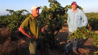 2014 Rous Vineyard Lodi Zinfandel Harvest [upl. by Kling]