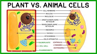 Plant Cells vs Animal Cells Compare amp Contrast [upl. by Cristoforo]