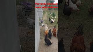 Pervaneli otomatik tavuk yem makinesi 0538 870 84 79 [upl. by Arahc]