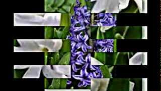 Hyacinthus Hyazinthen [upl. by Yenaj]