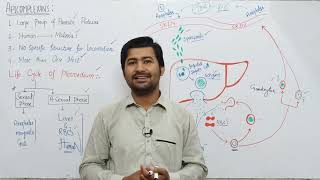 74 kingdom protista Apicomplexans  Life Cycle of Plasmodium [upl. by Anaej205]