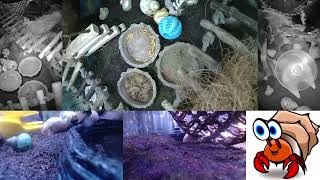 Time Lapse of Hermit Crab Live Stream November 15th  November 16th 2024 60x [upl. by Bickart424]