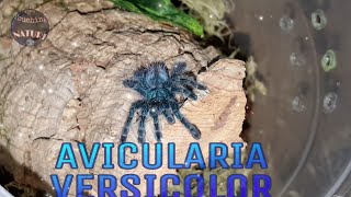 НОВЫЙ ПИТОМЕЦ Avicularia versicolor пересадка  кормление нового ПАУКА [upl. by Ugo216]